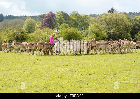 Alimentazione e catturare i cervi in Bovey Castle Deer Park Foto Stock