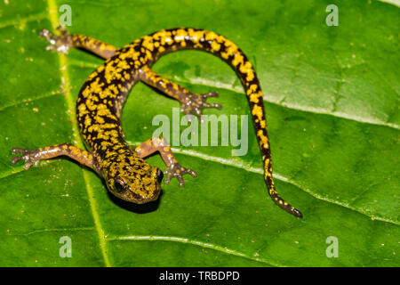 Salamandra verde (Aneides aeneus) Foto Stock