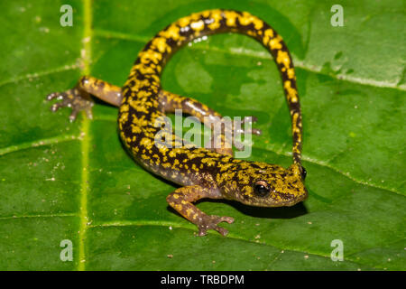 Salamandra verde (Aneides aeneus) Foto Stock