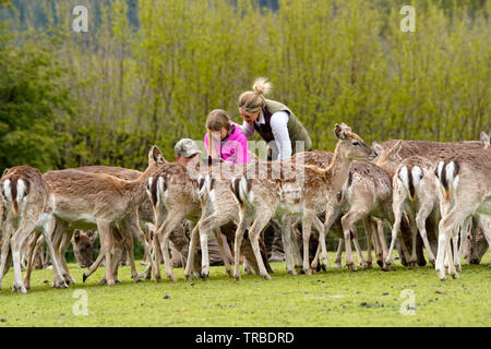 Alimentazione e catturare i cervi in Bovey Castle Deer Park Foto Stock