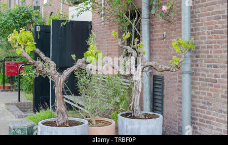 Due alberi di uva bonsai con foglie verdi nei grandi vasi al di fuori di Amsterdam, Paesi Bassi. Street greening design. Foto Stock