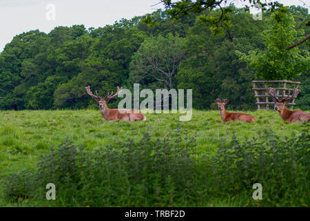 Gruppo di cervi cervi a Knepp Station Wagon Foto Stock