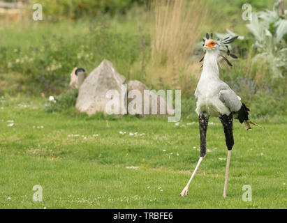 Uccello di segretaria Foto Stock