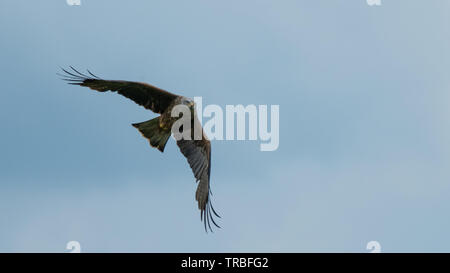 Nibbio estendentesi giù suggerimenti Foto Stock