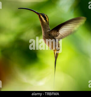 A lungo fatturati eremita (Phaethornis longirostris) BIF uccello in volo Foto Stock