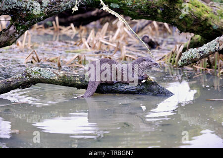 Lontra europea, Lutra lutra, Captive Foto Stock