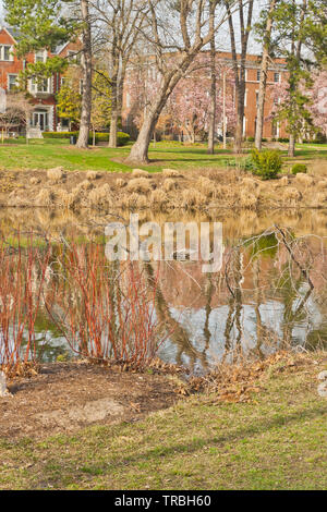 Murphy lago a San Louis Forest Park su un aprile pomeriggio. Foto Stock