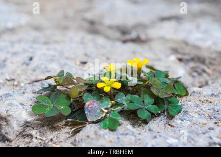 Oxalis corniculata var. repens crescente tra pietre per pavimentazione in presenza di luce solare Foto Stock