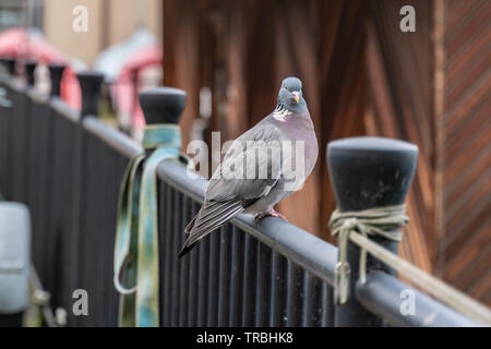 La brina pigeon seduto sulla ringhiera in una fredda giornata invernale Foto Stock