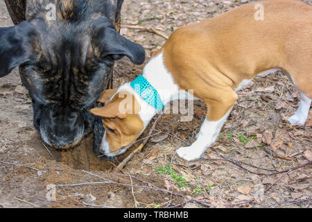 Razza Basenji cane e italiano di cane corso insieme giocando nei boschi in primavera Foto Stock