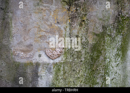 Testurizzato di muschio Weathered muro di cemento Foto Stock