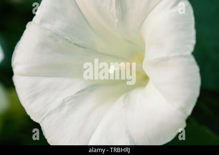 Vicino la spiaggia bianca moonflower. Gloria di mattina (Ipomoea alba) fiore viola e bianco, a volte chiamato il bianco tropicale di mattina-gloria o moonflower Foto Stock