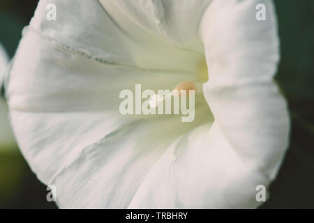 Vicino la spiaggia bianca moonflower. Gloria di mattina (Ipomoea alba) fiore viola e bianco, a volte chiamato il bianco tropicale di mattina-gloria o moonflower Foto Stock