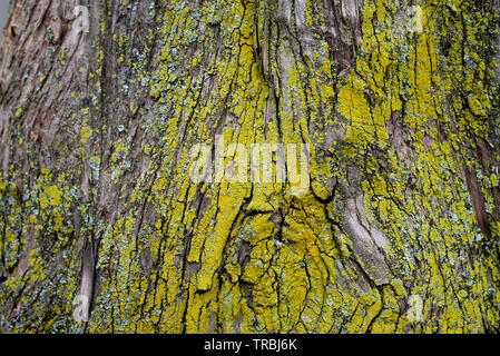 Consistenza naturale Moss sulla corteccia di albero Foto Stock