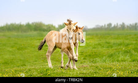 Due dun Konik colorati puledri giocando, gambe appeso attorno al collo, una primitiva polacco cavallo di razza vivono nella riserva naturale de Rug, Roosteren, Olanda Foto Stock