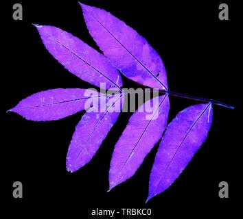 Caduto, verde e rustico autunnale cenere (Fraxinus excelsior) iniziando a decadimento e mostrando le vene e texture isolata contro uno sfondo bianco. Foto Stock