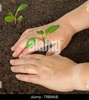 Tendendo le piantine di cavolo Foto Stock