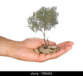 Albero di olivo di palme come un dono Foto Stock