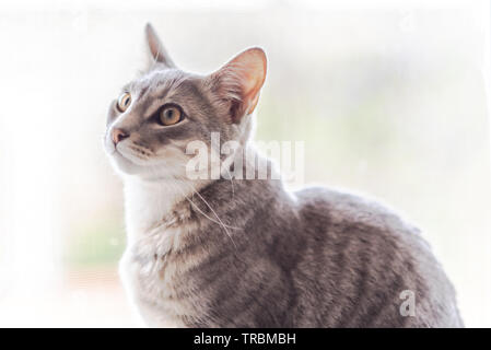 Carino piccolo grigio gattino illuminata nella finestra luminosa luce con le strisce grigie. Foto Stock
