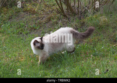 Un punto di tenuta Birman cat, 1 anno vecchio cat , maschio con gli occhi blu è camminare nel giardino Foto Stock