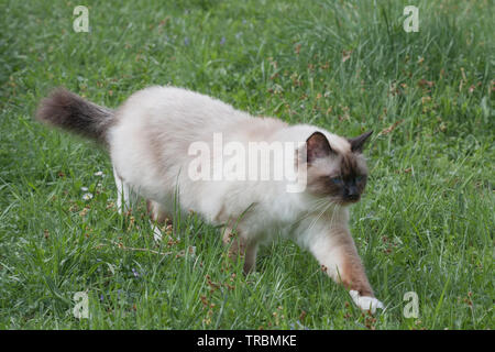 Un punto di tenuta Birman cat, 1 anno vecchio cat , maschio con gli occhi blu è camminare nel giardino Foto Stock