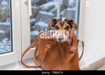 Little cute cane si siede sul davanzale della finestra in una borsa marrone in inverno - Jack Russell Terrier Foto Stock