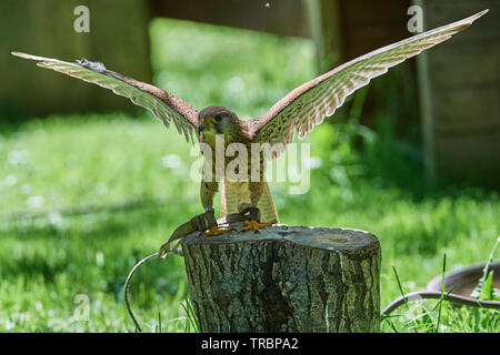 Turmfalke, Rotfalke, Rüttelfalke, ruetteln, rütteln comune, gheppio, falco tinnunculus , Vogel, Bid, Foto Stock