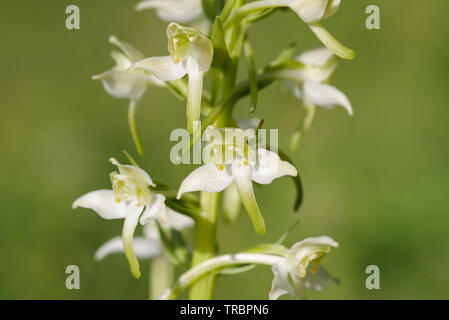 Chlorantha Plantanthera (maggiore Butterfly Orchid) in fiore sulla collina Wolstonbury - South Downs, West Sussex Foto Stock