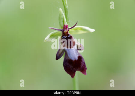 Fioritura fly orchid avvistato su Wolstonbury Hill - South Downs, West Sussex Foto Stock