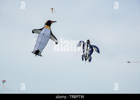 Basingstoke Kite Festival nel mese di giugno 2019, una manifestazione popolare, Hampshire, Regno Unito. Una tartaruga e penguin aquiloni. Foto Stock