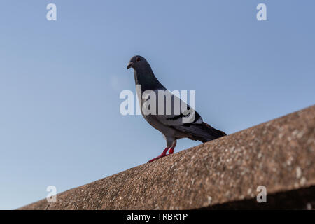 Lonely pidgin guardando avanti, giornata di sole Foto Stock