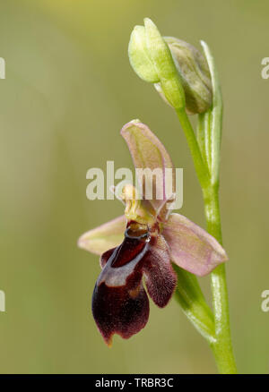 Molto raro ibrido tra Bee Orchid e Fly Orchid Ophrys x pietschii Ophrys insectifera x apifera Foto Stock