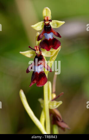 Fly Orchid - Ophrys insectifera Due fiori Foto Stock