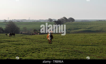 Lato paese in Inghilterra con le mucche. Foto Stock