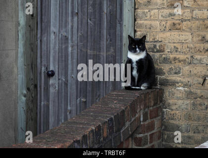 Gmupy cat sequring la sua casa Foto Stock