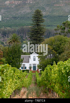 Cape stile olandese fattoria a Groot Constantia, Cape Town, Sud Africa, con vigneto in primo piano e le montagne sullo sfondo. Foto Stock