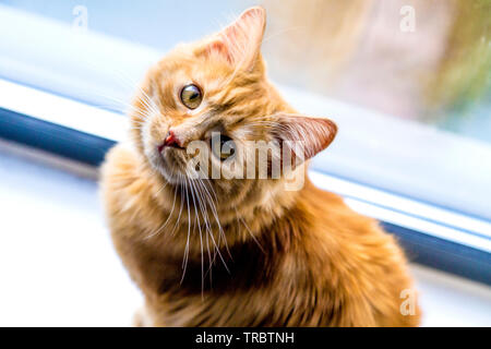 Avviso gatto allo zenzero Foto Stock