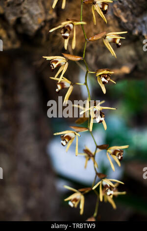 Orchidea. Colorate orchidee in fiore. Fioritura di orchidee orchidarium. Foto Stock