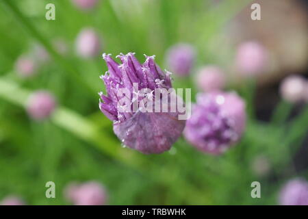 Erba cipollina (Allium schoenoprasum) che si distende dalla sua bratta di paperia, in un giardino di Glebe, in un giorno piovoso di inizio estate, 2019, Ottawa, Ontario, Canada. Foto Stock