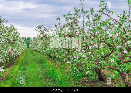 Meleto che mostra i meli in fiore Foto Stock
