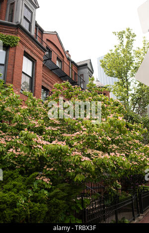 Una rosa kousa (Giapponese) sanguinello (Cornus kousa) fiorire nella parte anteriore di un'arenaria in Back Bay quartiere di Boston, Massachusetts, USA. Foto Stock