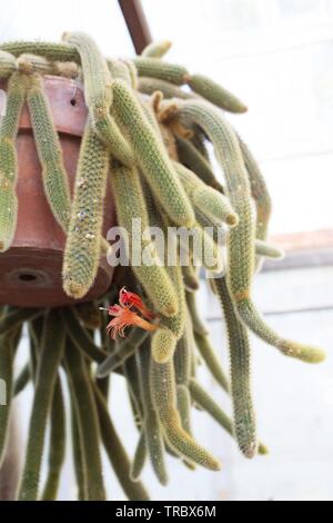 Cleistocactus winteri (Golden da coda di ratto) cactus al Bush's Pasture Park di Salem, Oregon, Stati Uniti d'America. Foto Stock