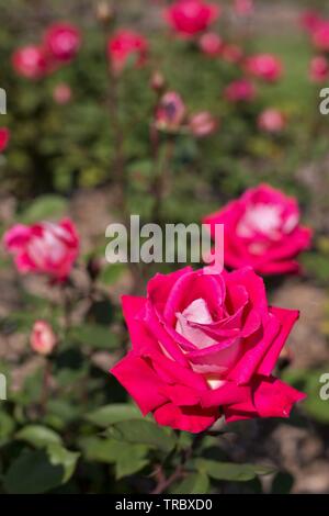 Amore grandiflora rose al Bush's Pasture Park di Salem, Oregon, Stati Uniti d'America. Foto Stock