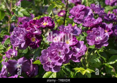 Rhapsody in Blue Rose al Bush's Pasture Park di Salem, Oregon, Stati Uniti d'America. Foto Stock