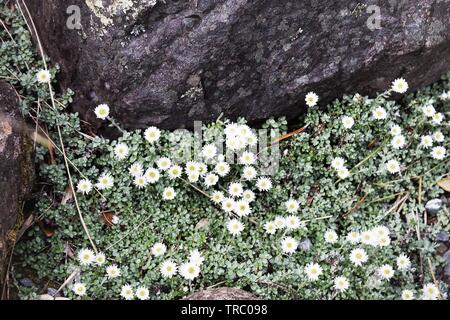 Anaphalioides bellidioides comunemente noto come Hells Bells, Nuova Zelanda Daisy eterna o Nuova Zelanda fiore eterna Foto Stock