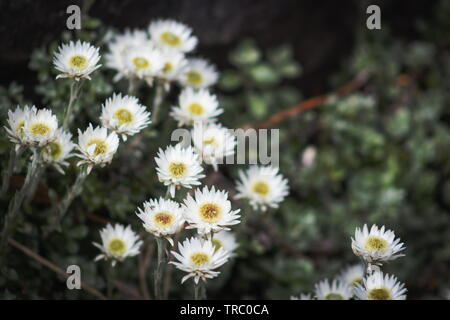 Anaphalioides bellidioides comunemente noto come Hells Bells, Nuova Zelanda Daisy eterna o Nuova Zelanda fiore eterna Foto Stock