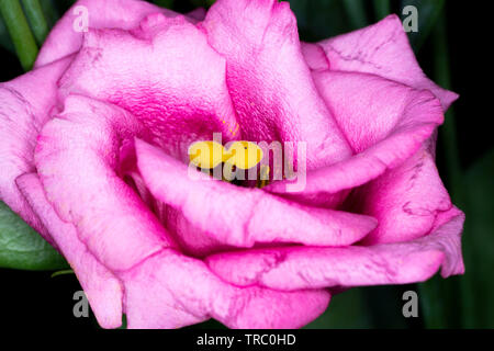 Eustoma, comunemente noto come lisianthus o prairie genziana, il genere nella famiglia di genziana, macro con profondità di campo Foto Stock