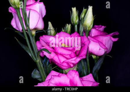 Eustoma, comunemente noto come lisianthus o prairie genziana, il genere nella famiglia di genziana, macro con profondità di campo Foto Stock