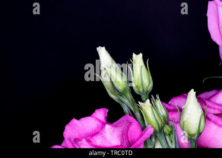 Eustoma, comunemente noto come lisianthus o prairie genziana, il genere nella famiglia di genziana, macro con profondità di campo Foto Stock