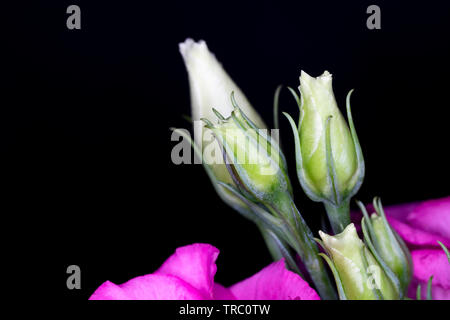 Eustoma, comunemente noto come lisianthus o prairie genziana, il genere nella famiglia di genziana, macro con profondità di campo Foto Stock